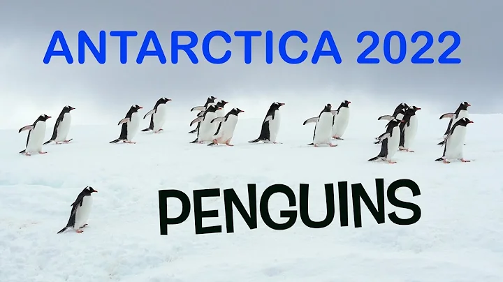Antarctica 2022 ~ Penguins