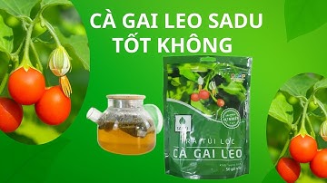 Trà Cà Gai Leo SADU Có Tốt Không? Review Thực Tế Từ Người Dùng