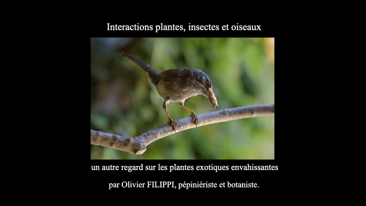 Conférence : Interactions plantes, insectes et oiseaux - Olivier FILIPPI