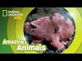 Frogfish Behavior and Hunting Strategies