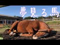 夢見る馬【心地良い日差しの中で】