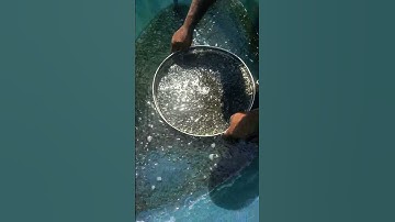 Tilapia fingerlings size grading with less stress on the fish