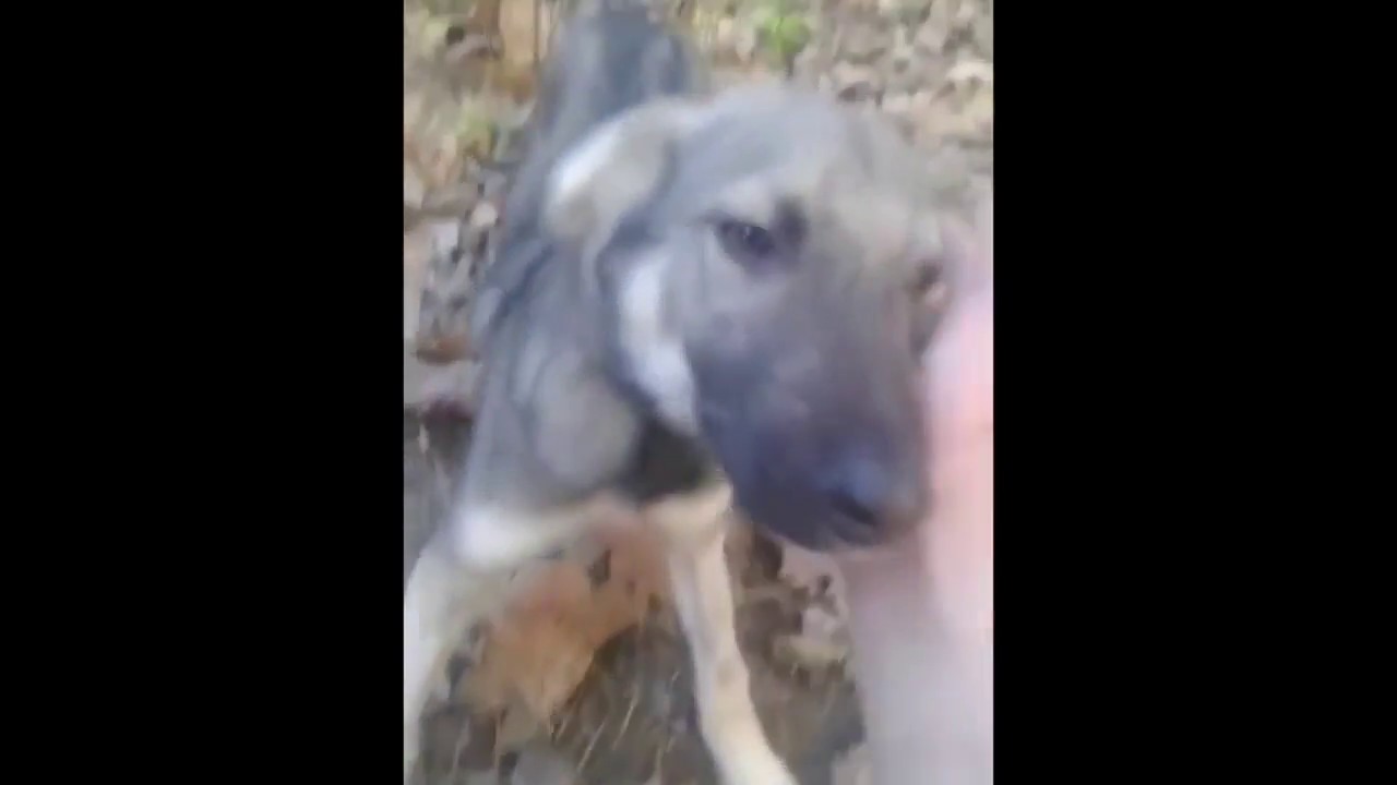 Они хотели забрать домой бездомную собаку, но она отказалась по очень важной причине Сколько же благородства в этих животных Они хотели забрать домой бездомную собаку, но она отказалась по очень важной причине Сколько же благородства в этих животных