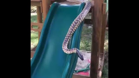 Snakes Have Taken Over The Kids Play Set : K Brothers Pythons : Phone Video