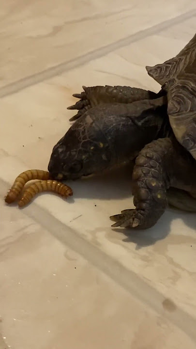 Turtle smells Juicy fresh worm 9 times before eating it. Reptilya the turtle.