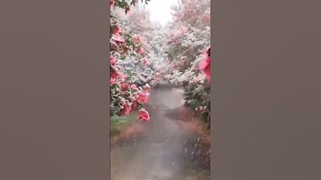 الأية (16-17)من سورة آل عمران بصوت ياسر الدوسري