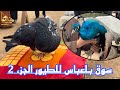 سوق بلعباس للطيور الجزء الثاني مرحبًا بكم غرب الجزائر 🇩🇿