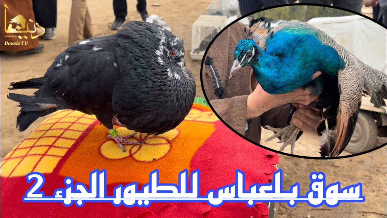 سوق بلعباس للطيور الجزء الثاني مرحبًا بكم غرب الجزائر 🇩🇿