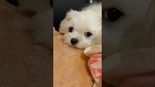 Todays Cuteness Is Signing Off