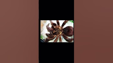 What Is Arachnophobia ?! (CREEPY) - #Shorts