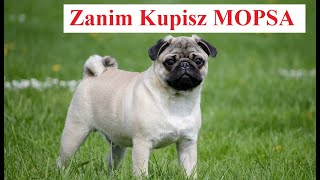 Zanim Kupisz MOPSA