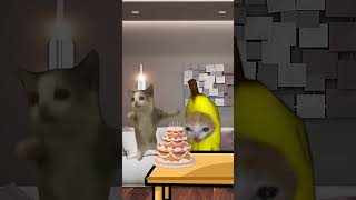 Happy cats celebrating birthday