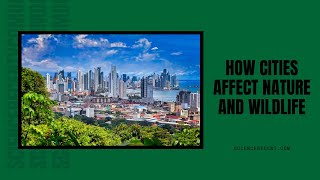 How Cities Affect Nature and Wildlife