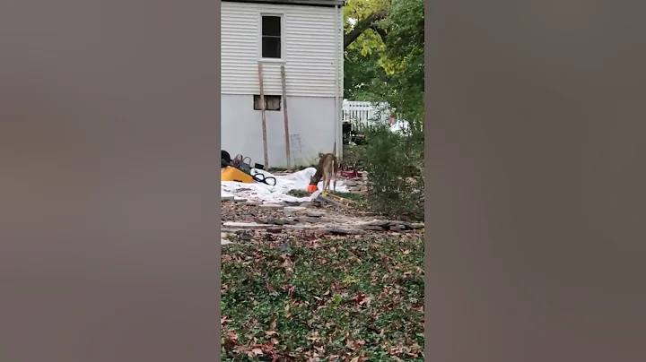 Good Samaritans Save Deer With Halloween Pumpkin Stuck on Its Head