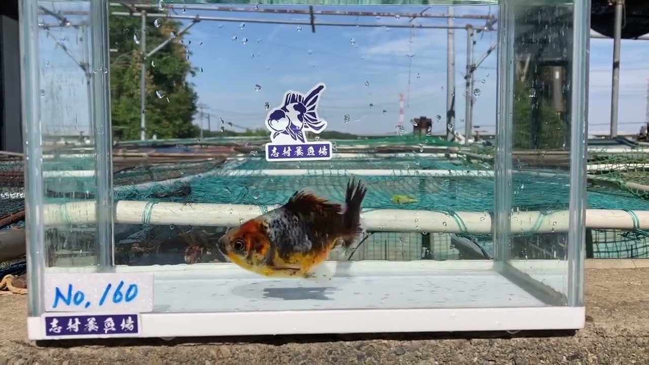 金魚オークション販売 ｜志村養魚場直売所