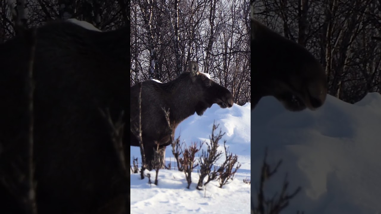 El moose, gegant dels boscos del nord