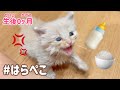 【保護猫赤ちゃん5】ぶちギレ空腹の子猫ちゃん。