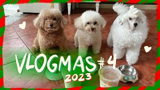 POODLE VLOGMAS 2023 | My Toy Poodles Try Korean Bingsu