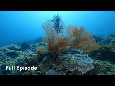 Compare Volcanic VS Solf Coral Marine Ecosystems | Ep 8 | Into The Blue S1