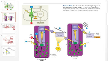 Cyclic and Non Cyclic Electron Flow