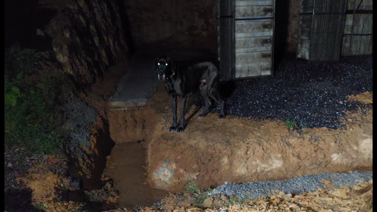 Great dane get himself stuck across 2 foot ditch - YouTube