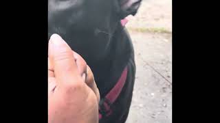 Onyx follows a non-verbal command: Onyx Everyday #dog #nonverbal #command #goodboy #training