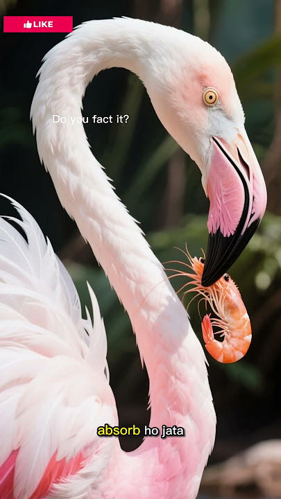 Why flamingos are pink in #hindi 🤔😳👌