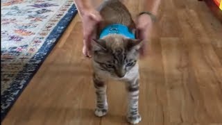 Cat Instantly Falls Over While Wearing Harness