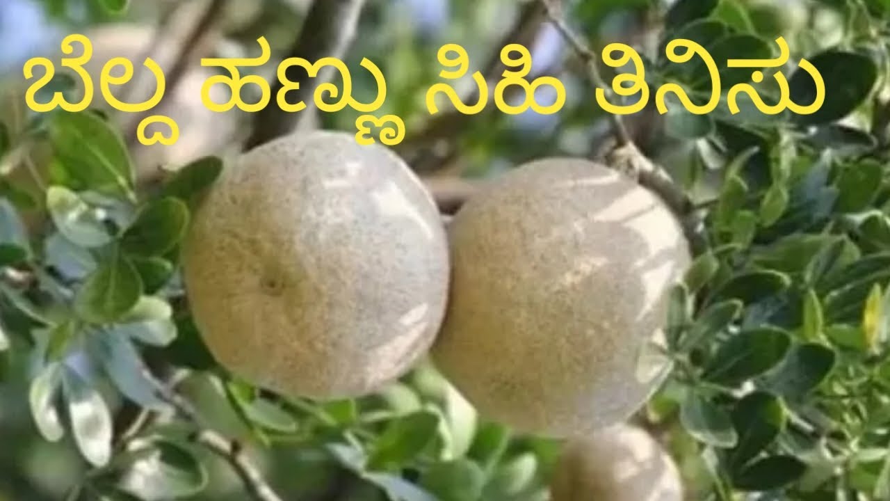 Wood Apple Sweet Recipe/ Wood Apple Sweet Food/Bel ka recipe/Bel ka