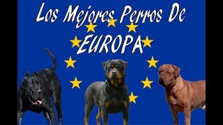 TOP 6 los MEJORES PERROS de EUROPA | JuanesRFC_DogsTV by JuanesRFC 12,256 views 6 years ago 7 minutes, 42 seconds