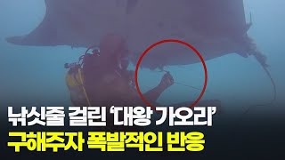 친구 가오리 구해주자, 몰려든 대왕 가오리들이 보인 반응