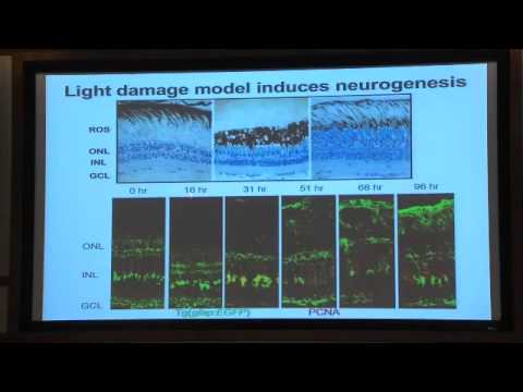nerve regeneration