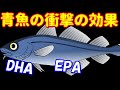 青魚の栄養効果の衝撃！今更聞けないDHAやEPAとは！？生活習慣病の予防や記憶力維持に驚異の力を発揮！？アジ・サンマ・イワシ…【面白雑学】