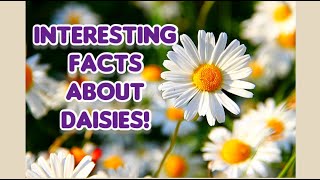 6 Interesting Facts About Daisies