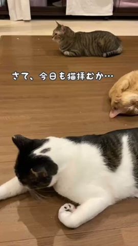 野生では生きていけない猫代表 #shorts