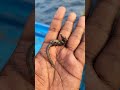 We caught a live seahorse in the boat #Shorts #fishing #seahorses