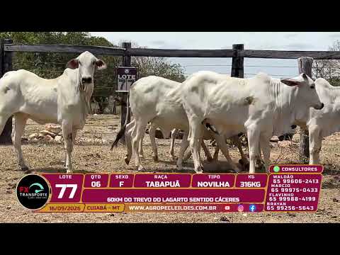 Lote 77