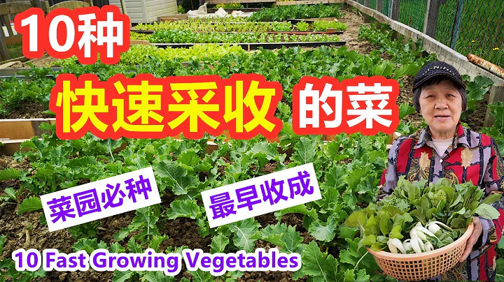 10种快速采收的菜, 最早收成, 菜园必种 ，新手首选速生蔬菜, 适合阳台种植，盆栽种植 \ 10 Fast-Growing Vegetables - 天天要闻