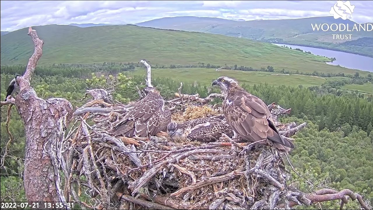 Upstart Crow invades the nest (2022) while Louis chases an intruder 21 Jul 2022