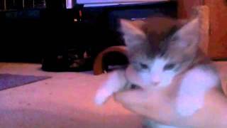 Cute Baby Kittens! by zaccscats 449 views 12 years ago 54 seconds