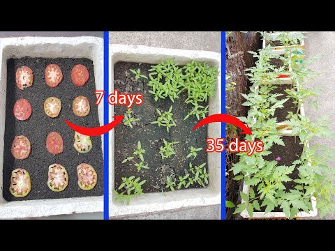 Video: Cà chua nhiệt đới là gì: Mẹo trồng cà chua nhiệt đới