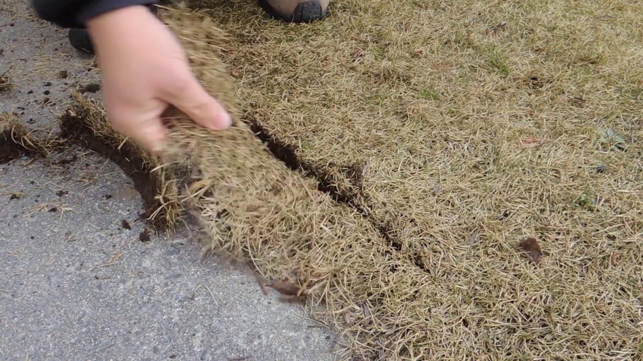 芝切り一番で芝生のエッジカット 2 - YouTube 芝切り一番で芝生のエッジカット 2 - YouTube