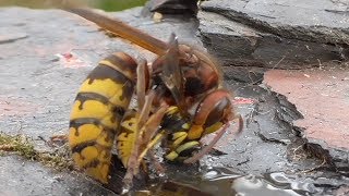 Hornet kills wasps (Vespula germanica). Hornisse killt Wespen