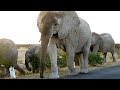 CLOSE ENCOUNTER WITH LEAD ELEPHANT, HERD CROSSING ROAD, ETOSHA NATIONAL PARK, NAMIBIA, FEB 2019