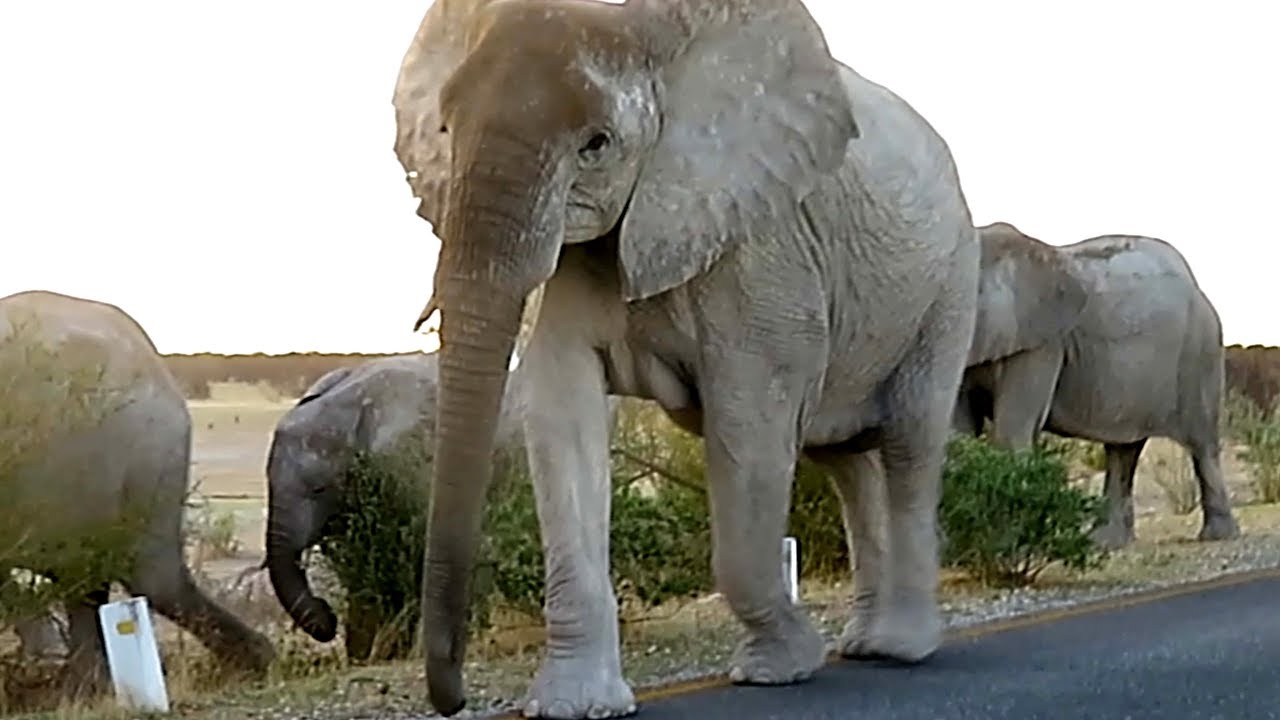 CLOSE ENCOUNTER WITH LEAD ELEPHANT, HERD CROSSING ROAD, ETOSHA NATIONAL