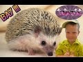 ШОК!!! Смешное видео для детей-кормим ежика котлетой. Видео для детей.