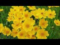 4k video ultra HD 60fps Flower 4k Ultra HD video !amazing!