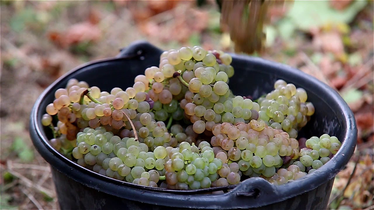 Cattin - Grands Vins & Crémants D'alsace
