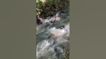 Anh chị có muốn sở hữu một lô đất view suối đẹp như này không ạ #shorts #đấtnhàvườnchâuđức