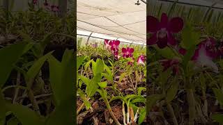 #arkit flowers 🌷🌷#odiasong